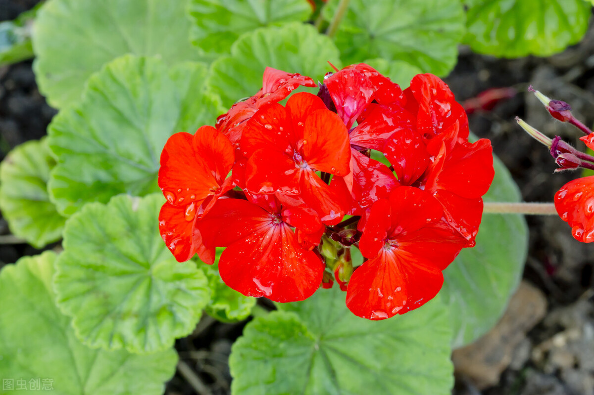 90岁老奶奶的养花生活记录,小阳台养花草