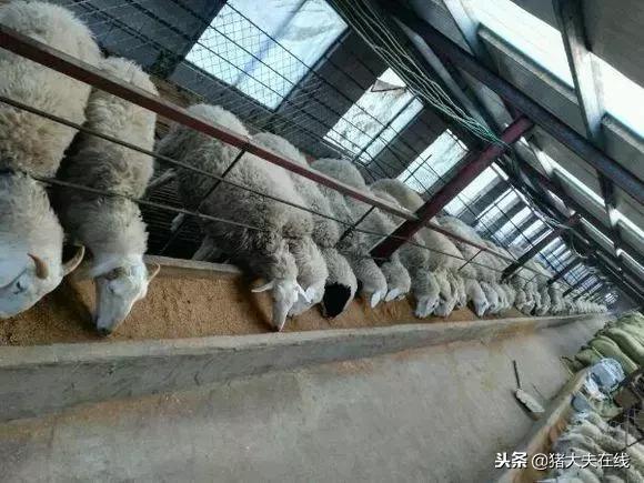 一条龙羊场,最大羊场