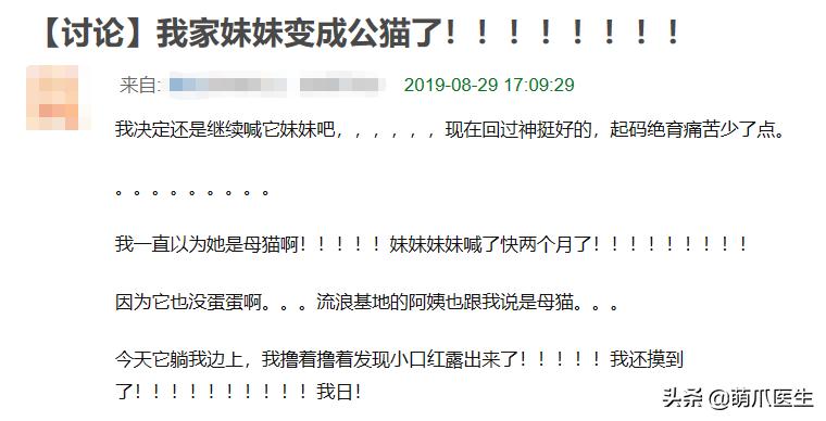 养了一年的母猫居然是公的,养了一年的猫才发现居然是母的