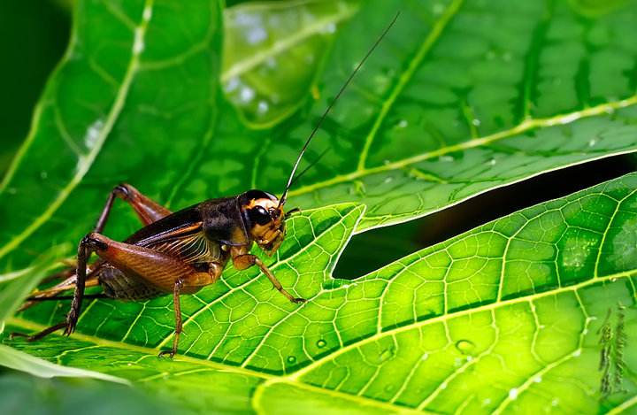 两广斗蟋蟀文化,瑞安历史文化品读