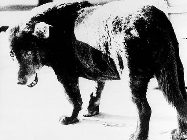 为什么摄影拍照总是感觉不清晰,为什么摄影师拍照清晰