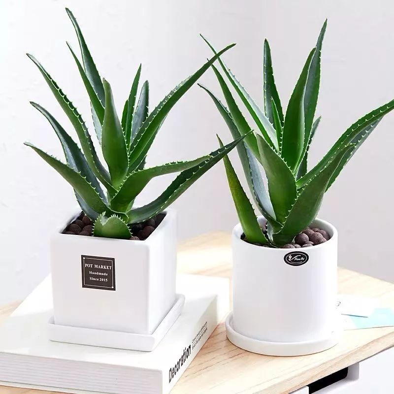 室内盆栽植物吸甲醛易活推荐,有助睡眠植物盆栽除甲醛