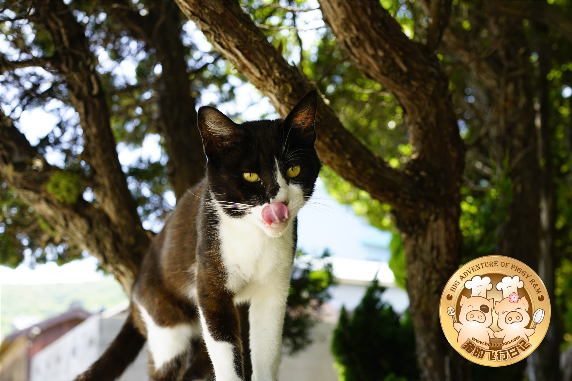 被铲屎官惊到的喵星人,让铲屎官瑟瑟发抖的喵星人