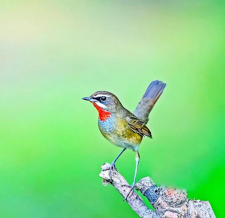 红靛颏和蓝靛颏哪种叫声好听,正宗红靛颏鸟