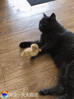 搞笑短视频段子15秒,搞笑动图gif图片网站