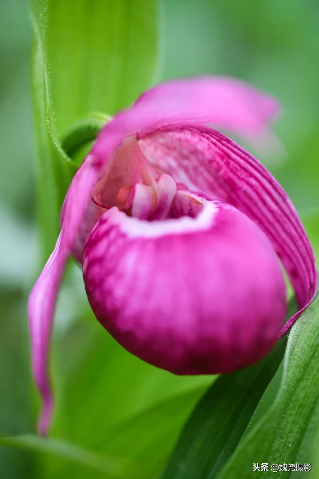 各个季节的野生兰花,北京百花山野生兰花图片