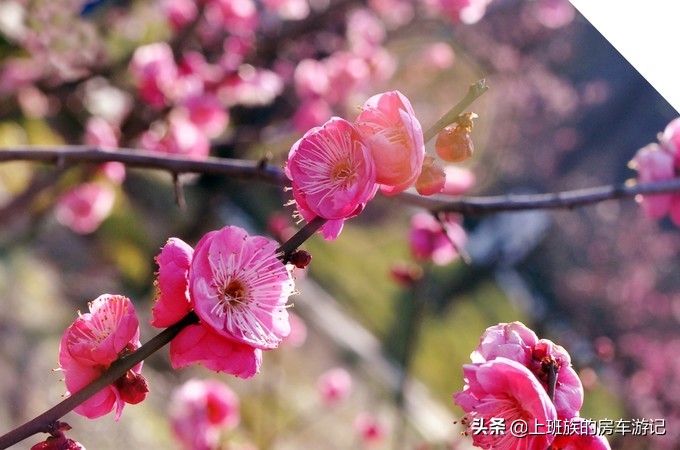 南通狼山一日游详细攻略图,夏天南通狼山一日游详细攻略