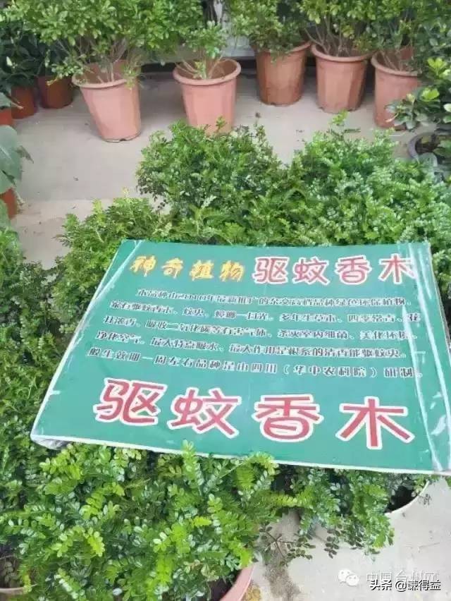 驱蚊液五花八门该怎么选,驱蚊植物最好是哪种