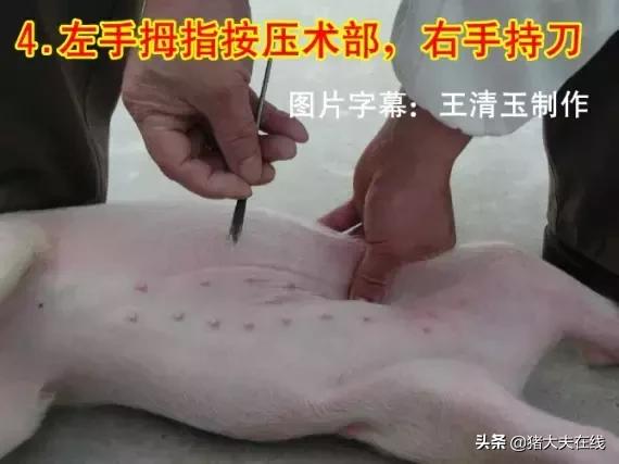 母猪做手术教程,小母猪去势能和疫苗同时进行吗