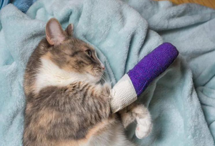 怎么判断小猫咪骨折,小猫咪脊椎受伤最佳恢复方法