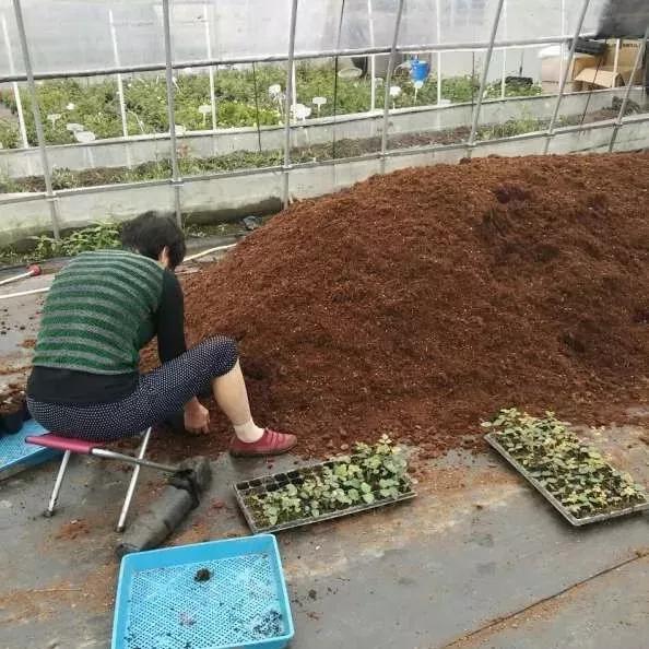 养花配土和种土哪个好一点,养花知识大全及配土