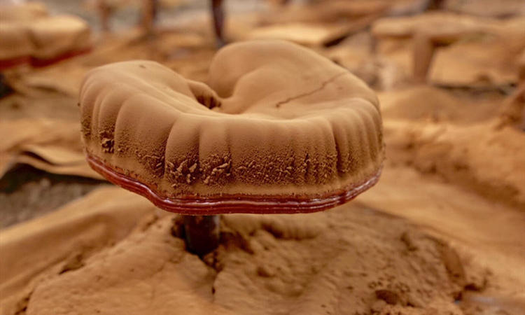 灵芝孢子粉选什么样的最好,如何选择灵芝孢子粉