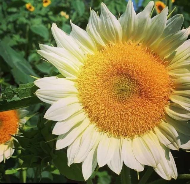 流年不利运气超差,流年不利昙花一现