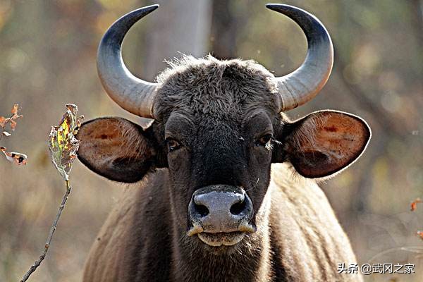 野牛与野生动物视频,动物世界中的野生野牛