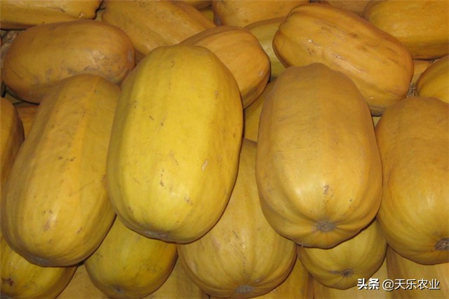 金丝瓜的种植方法和注意事项,金丝瓜种植时间和方法