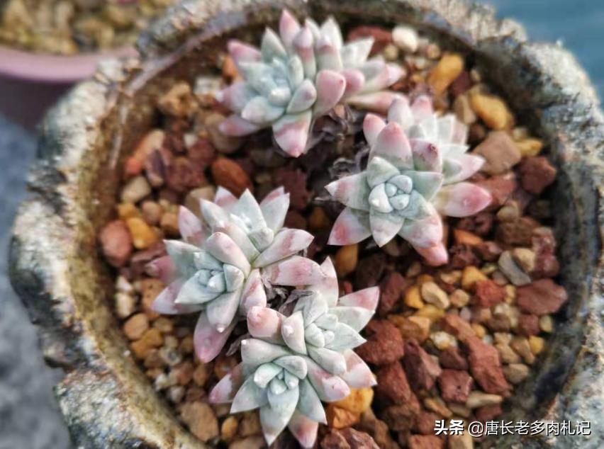 多肉白菊怎么控形,多肉白菊能用纯颗粒养么