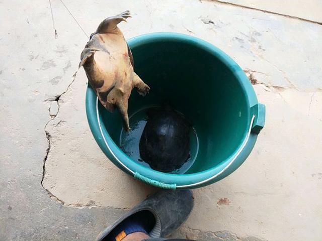 野外钓到的巴西龟不吃东西,钓到一只金黄色的龟