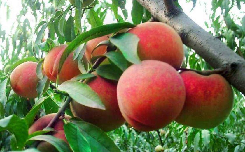 常见人工增甜剂,增甜剂哪种最好