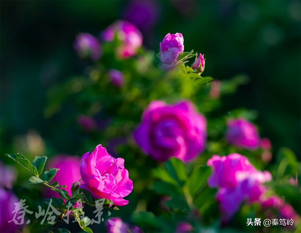 五月玫瑰花期,五月玫瑰盛开时