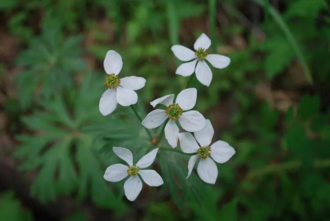 冬天常见中药植物图片及功效,花期长的草本植物图片