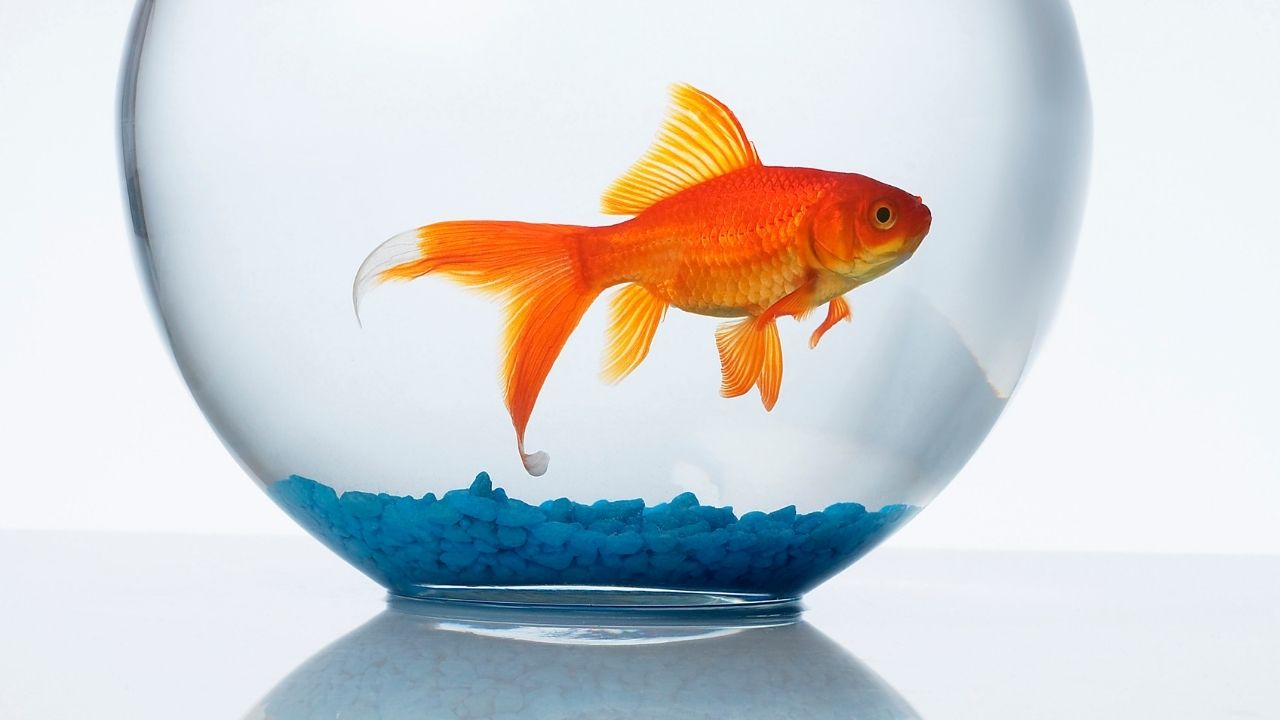 金鱼怎么养最鲜艳视频教程,金鱼需要打氧吗