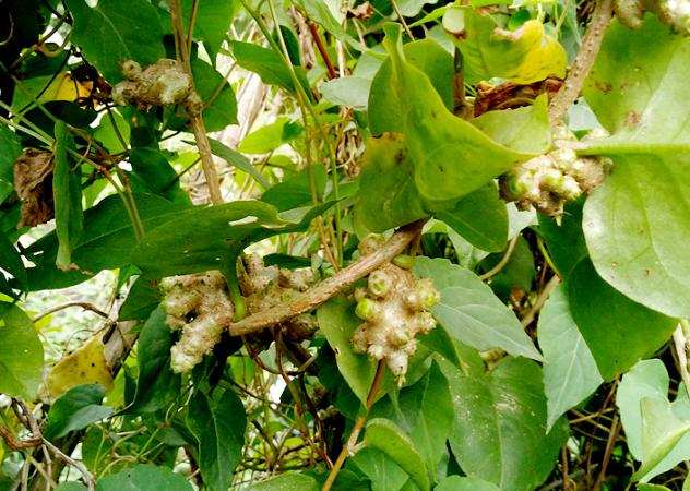 山里背阴处的爬藤植物,农村水沟旁长的爬藤植物叫什么