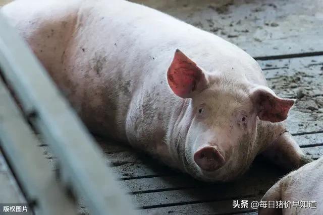 “能力”越出众的公猪越不能本交,只能“用手解决”,咋回事?