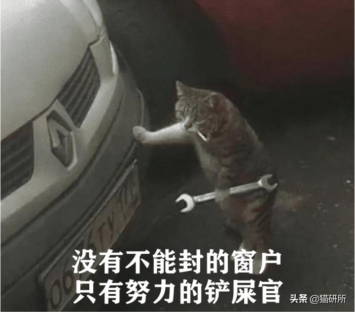 高层养猫到底要不要封窗,封窗养猫
