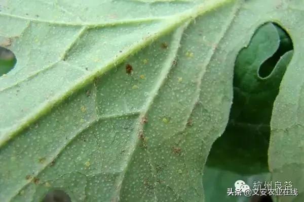 西瓜病虫害防治方法,盆栽西瓜怎么预防虫害