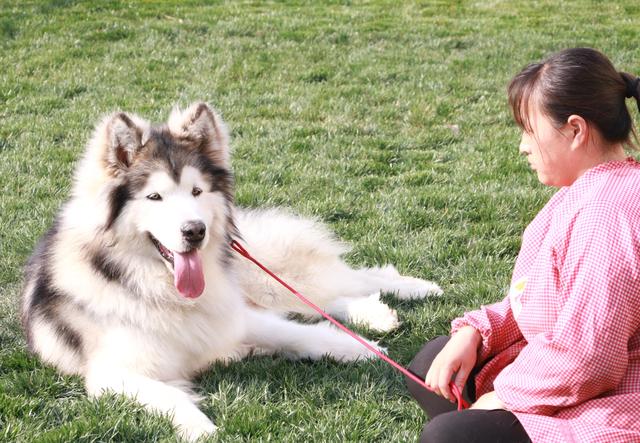 带你了解狗狗,带你了解哈士奇