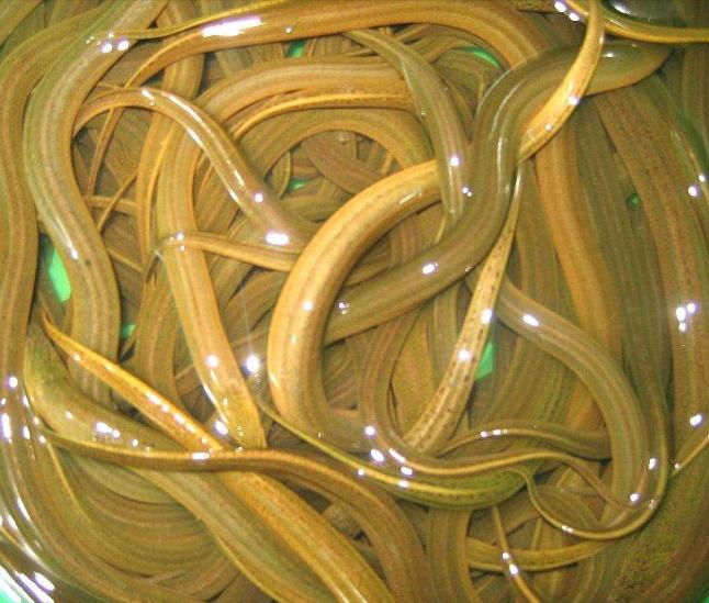 黄鳝如何养殖视频大全,黄鳝养殖的技巧和方法