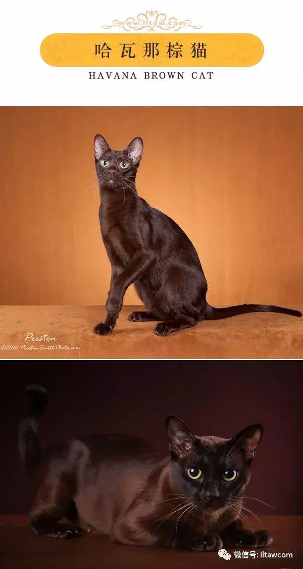 搜猫咪各种图片,世界猫咪图录