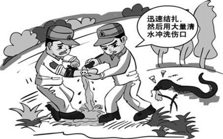 被毒蛇咬伤，一个正确的处理能挽救一条生命！您知道吗？如何防治