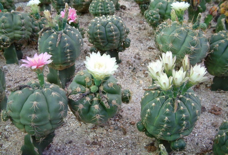 “常年丑貌君不问，一日花红万户惊”——仙人掌的产地及精品赏析