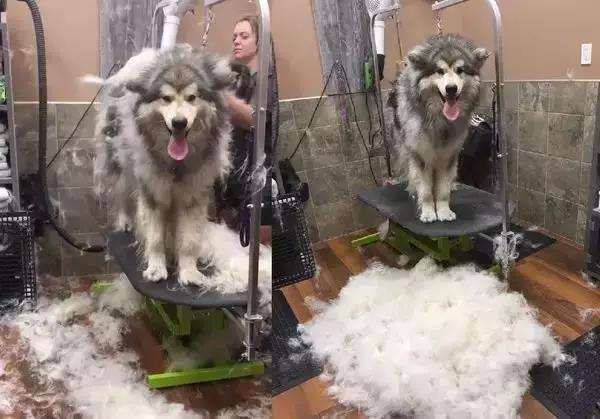 十大不掉毛体味轻的狗排名,干净不掉毛无体味的大型狗