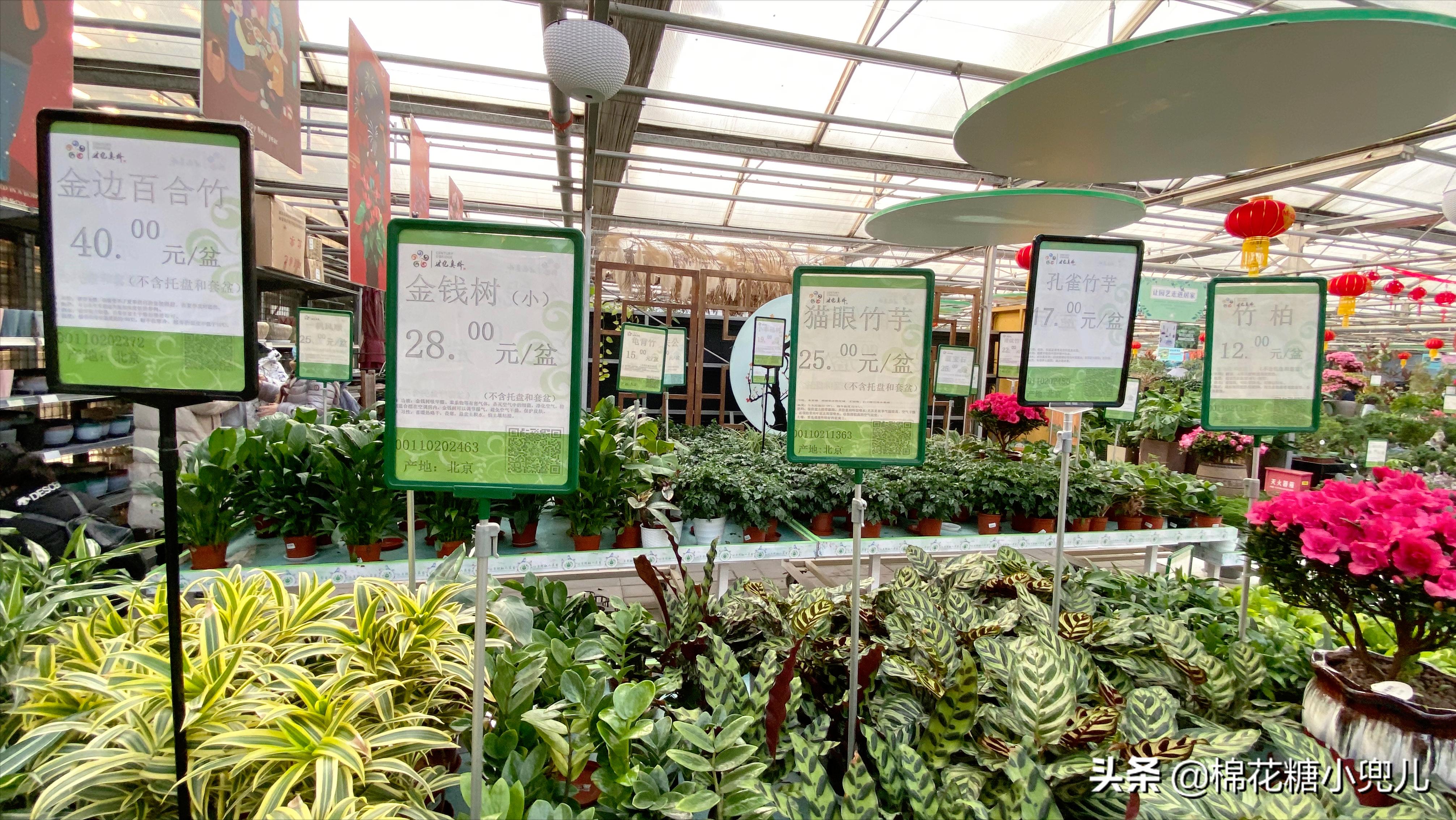 北京开了第一家绿植花卉大超市,北京最大花卉绿植市场
