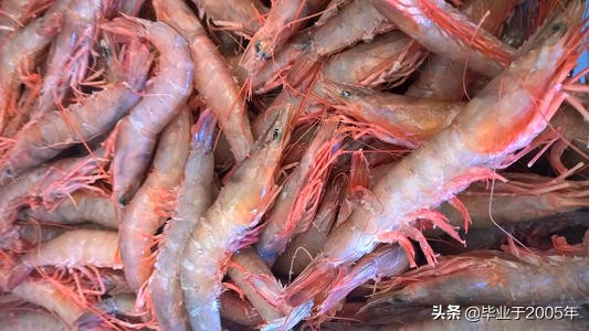 大连什么品种的虾好吃,大连哪里的虾最正宗