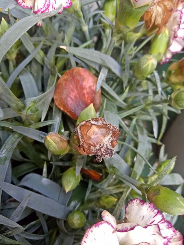 母亲节康乃馨小花束,母亲节的主角