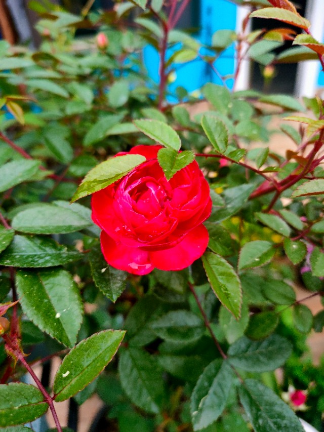 自制花架省钱又漂亮,自制花架全部教程