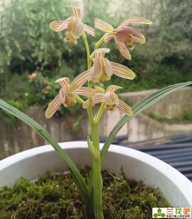 7月份兰花如何管理施肥,7月怎么种兰花