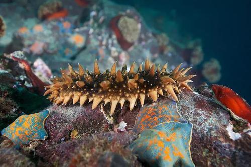 除了能提高人体免疫力，这个“肥宅”还是海底清道夫