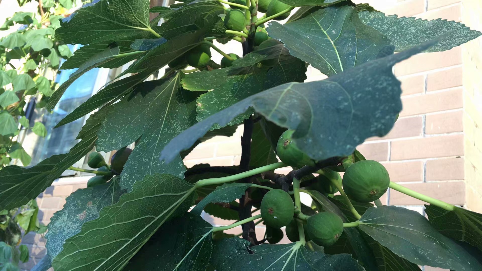 如何让无花果硕果累累,无花果怎么养护硕果累累