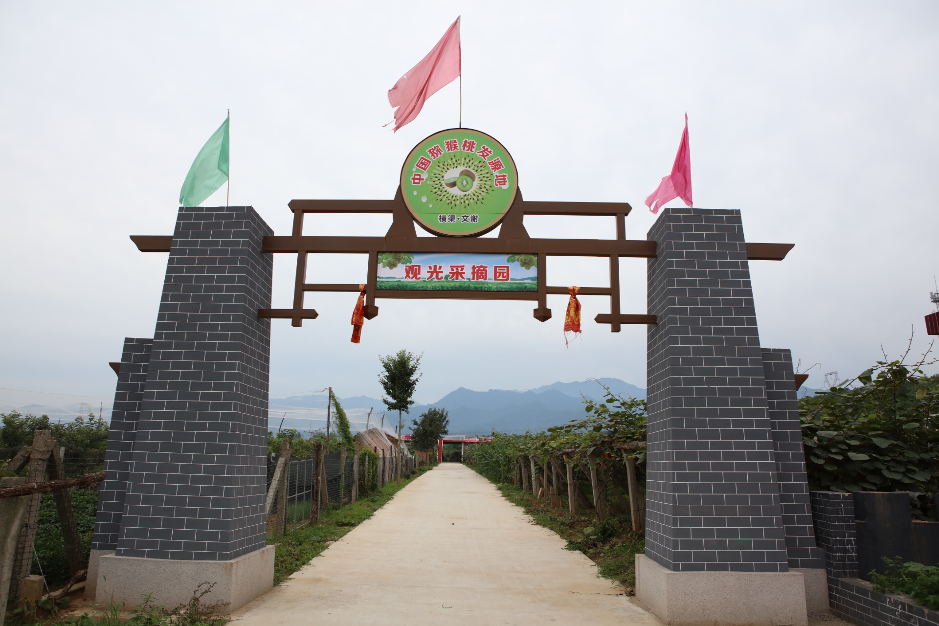 眉县农业猕猴桃,眉县种猕猴桃致富