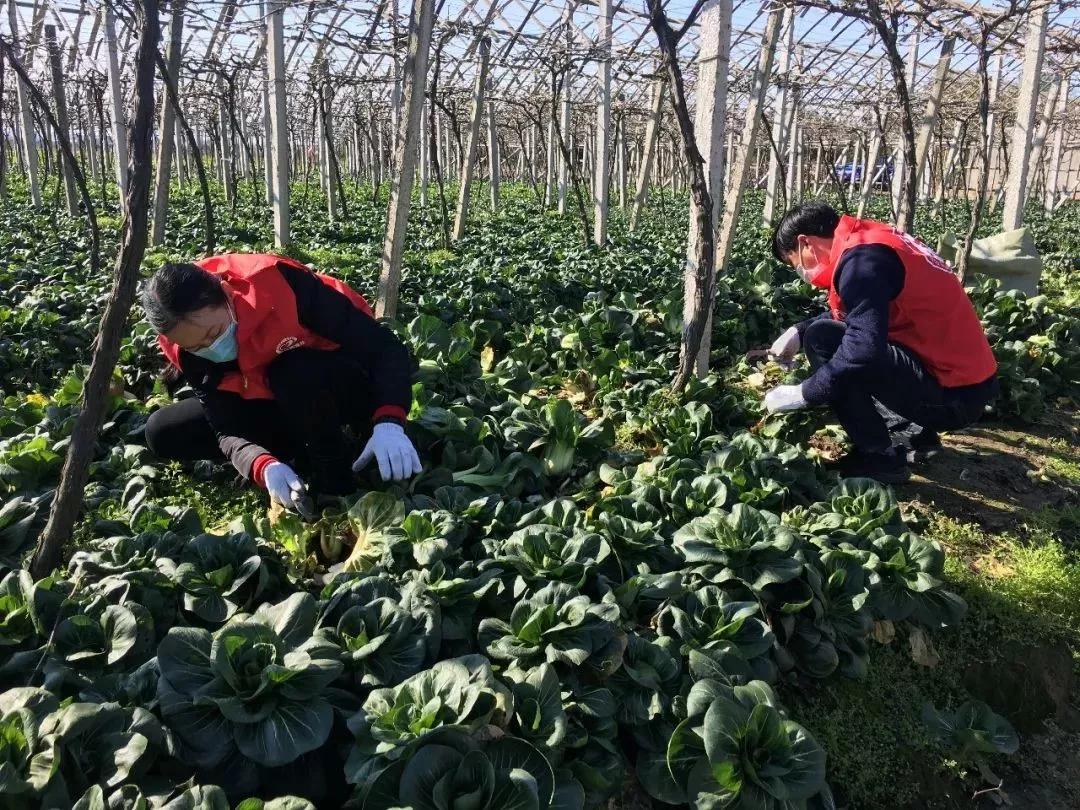 新时代文明实践志愿者并肩战疫,致全市广大新时代文明实践志愿者