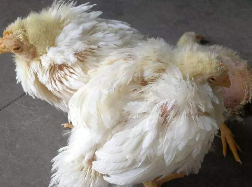 大肠杆菌感染的治疗方法,畜禽大肠杆菌最佳治疗方法