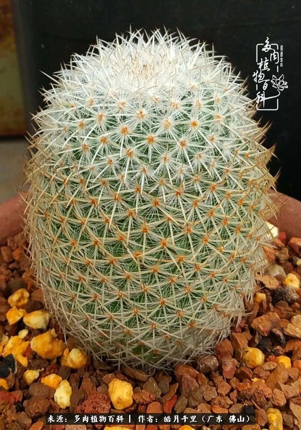 多肉娇气养不活多肉的10个秘密,养多肉是件很治愈的事情