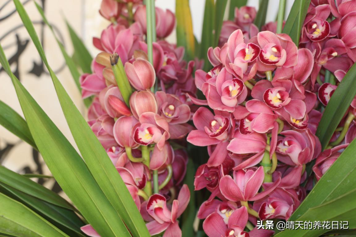 大花蕙兰花苞从哪个位置长出的,蕙兰换盆时根部干瘪怎样处理