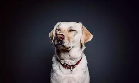 「养宠小课堂」狗狗身上的黑色结痂块是什么？