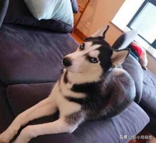 花500块买纯种哈士奇,对方却多送个平底锅?第二天才知道原因