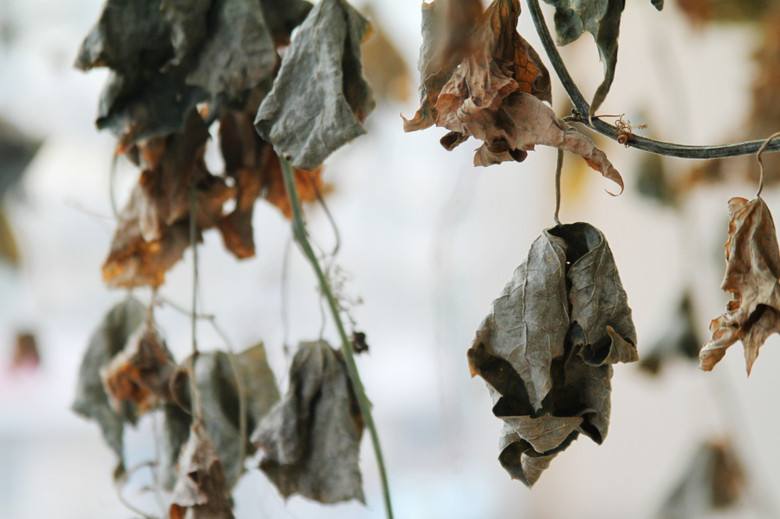 说文解字诗经考点,诗经说文解字108课